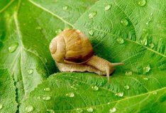 世界十大牙齒最特別的動(dòng)物：第一牙齒最多，第二沒牙齒
