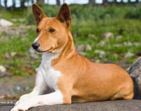 世界上最笨的5種狗，你家的愛犬有沒上榜？