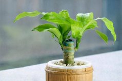 室內(nèi)最好養(yǎng)的大型綠植排名：巴西木、平安樹(shù)位列榜首