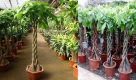 家里客廳放什么綠植好？盤點(diǎn)10種適合放客廳的大盆綠植