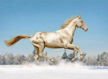 世界上最漂亮的10匹馬：阿拉伯馬排第二，第一被稱黃金之馬
