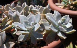 盤點十大便宜的多肉植物排名：朧月、子持白蓮居前兩名