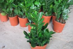 大門(mén)前栽什么樹(shù)最吉利？大門(mén)兩邊最旺宅的六大植物