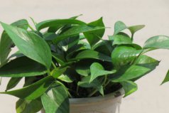 家里放什么植物除甲醛？除甲醛最有效的植物排名