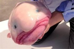 世界上十大奇異動(dòng)物：水滴魚上榜，你見過哪幾種？