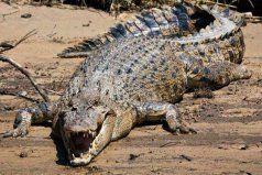 世界現(xiàn)存最大爬行動物：咸水鱷體型可達10米，咬合力相當驚人