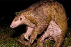 世界上牙齒最少的動物，穿山甲幾乎看不到一顆牙齒