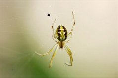 世界十大人面動(dòng)物：人面蜘蛛、人面魚(yú)你見(jiàn)過(guò)嗎？