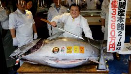 世界上最貴的金槍魚：重達278公斤，售價達2088萬元