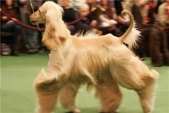 世界上最漂亮的犬種：阿富汗犬外形端莊優(yōu)雅，但非常兇悍