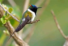 世界上振翅頻率最高的鳥類，角蜂鳥振翅頻率為90次/秒