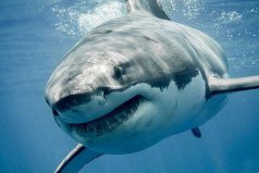 世界上最強的三大鯊魚：大白鯊、虎鯊、牛鯊