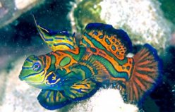 世界上十大最美魚：鐵餅魚居第二，青蛙魚排榜首