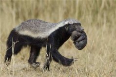 動物界三大扛把子：蜜獾、獅子和鬣狗