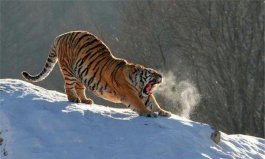 世界上最大的貓科動(dòng)物：東北虎，雄性體長(zhǎng)可達(dá)3米