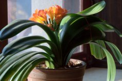鎮(zhèn)宅綠植花卉哪種好養(yǎng)？最鎮(zhèn)宅辟邪的六大植物
