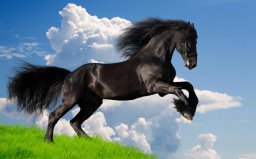 長跑耐力最強的動物是什么：當屬馬，絕對無爭議！