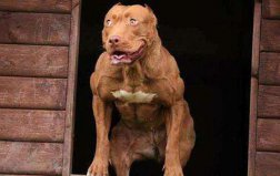 世界上最厲害的狗：比特犬好勇斗狠，戰(zhàn)斗力強悍