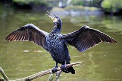 世界上最會捕魚的鳥類是什么鳥？當屬鸕鶿捕魚本領最好