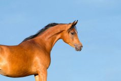 世界上十大長跑耐力最強的動物排行：騾子墊底，馬得第一