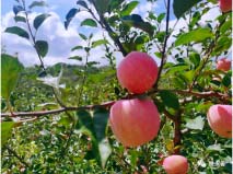 云南昭通四大知名特產(chǎn)：昭通蘋果、昭通醬入榜