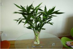 適合秋天種植的植物有哪些？盤點(diǎn)10種秋季種植的植物
