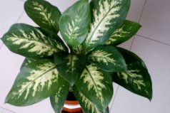 辦公室放什么植物最旺財？放辦公室最旺財?shù)牧N植物