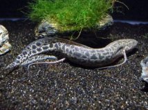 世界上最神奇的魚(yú)：非洲肺魚(yú)靠肺呼吸，沒(méi)水也能活