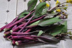 盤點(diǎn)十大紫色最有營養(yǎng)的菜，菜苔、莧菜、紫甘藍(lán)居前三位