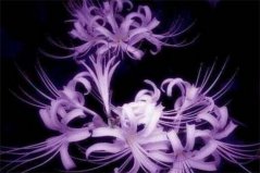什么花最毒又漂亮？盤點(diǎn)十大妖嬈美麗的毒花