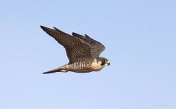 世界上速度最快的十種鳥(niǎo)：游隼、金雕和矛隼均上榜