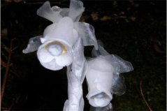 不喜歡陽光的植物有哪些？盤點(diǎn)完全不需要陽光的10種植物