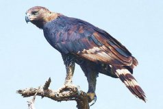 世界三大猛禽是什么動物？非洲冕雕、虎頭海雕和金雕入榜！
