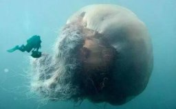 世界上最大的水母是什么水母？北極霞水母觸手長達(dá)40多米