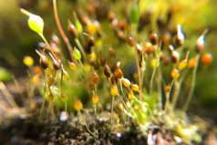 常見的10種苔蘚植物：葫蘆蘚居首，黑蘚排第二