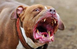世界上戰(zhàn)斗力最強(qiáng)的狗前三名：藏獒列第三，比特犬奪冠