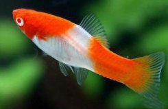 十大適合新手養(yǎng)的小型魚：紅劍魚、虎皮魚均上榜