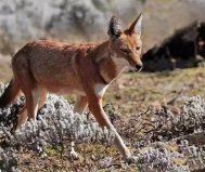世界10大草原動物：袋鼠、獵豹雙雙入榜