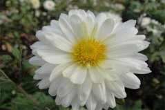 常見的菊花品種及花型，盤點常見的十種菊花品種