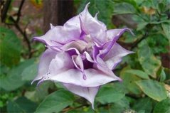 曼陀羅花有幾種品種？盤點八大常見的曼陀羅優(yōu)良品種