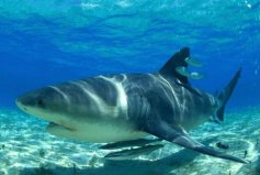 世界十大最恐怖鯊魚：公牛鯊、達摩鯊全上榜