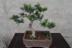 什么品種的羅漢松最好看？盤點(diǎn)最美10種羅漢松品種