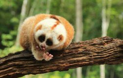世界上最懶的動物Top5：樹懶居第五，考拉排第二