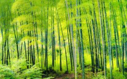 世界上生長最快的10種植物：藻類上榜，竹子排第一