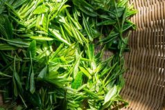 世界上茶葉生產(chǎn)十大國家：中國穩(wěn)居第一，印度屈居第二