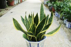 哪些植物除甲醛最好？十大吸甲醛的植物排名
