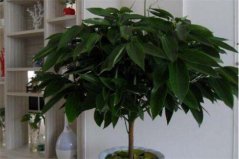 客廳養(yǎng)什么花和植物旺風(fēng)水？盤點(diǎn)十種好養(yǎng)又旺家的風(fēng)水植物
