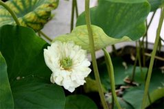 盤點六種最常見的荷花顏色及花語，紅荷花代表堅毅勇敢