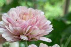 十大四季菊花品種圖片，一年四季都開花的菊花品種