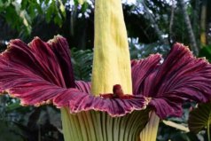 世界十大最稀有漂亮的花：尸花、鬼蘭花上榜